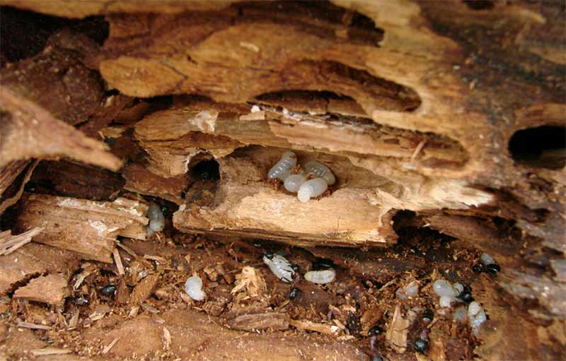 Traitement des bois de charpente - EVOLUTION TOITURE : Nous intervenons préventivement et curativement pour tous vos traitements de bois contre les champignons lignivores (mérules…) et les insectes xylophages (capricornes, vrillettes,…). Intervention en Loire-Atlantique (44) et Vendée (85)